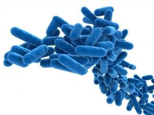 Legionella-bacteria