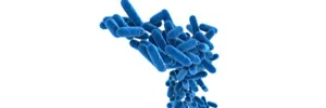 Legionella-bacteria